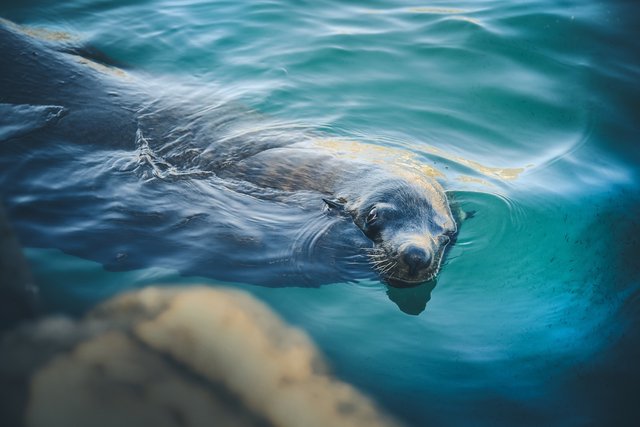 Harbor Seal