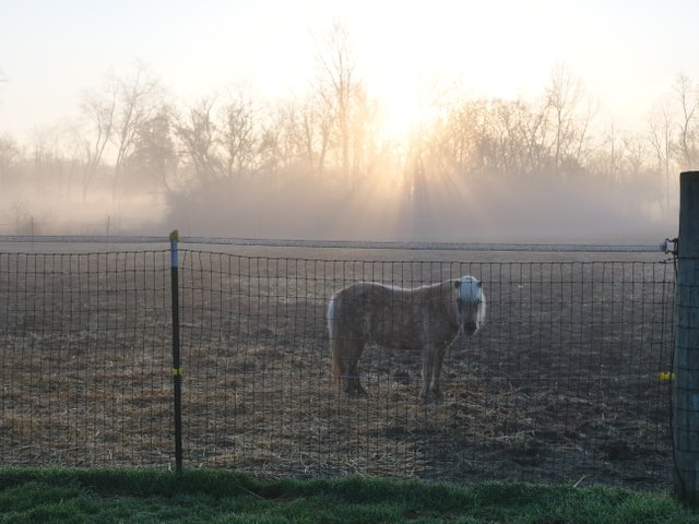 morningpony