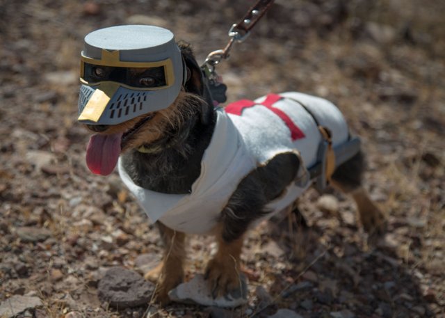 DEUS VULT DOG