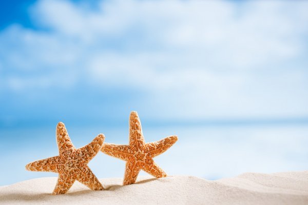 105,111 Starfish Stock Photos | Free &amp; Royalty-free Starfish Images |  Depositphotos