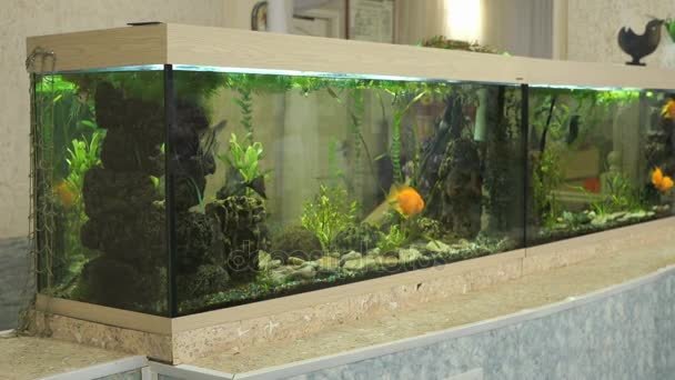 depositphotos_166980942-stock-video-big-beautiful-aquarium-with-small.jpg