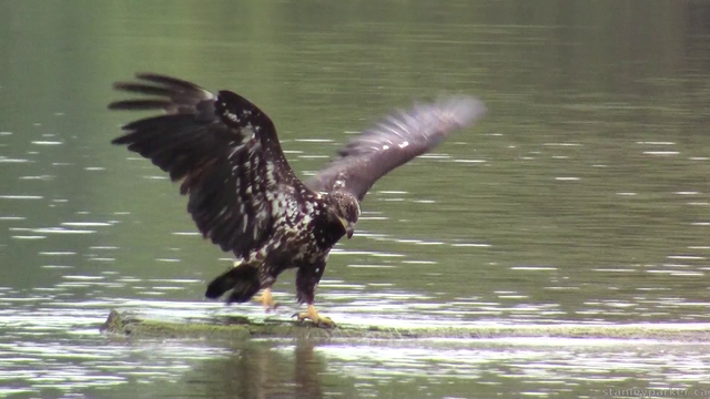 immature bald eagle dancing on a floating log