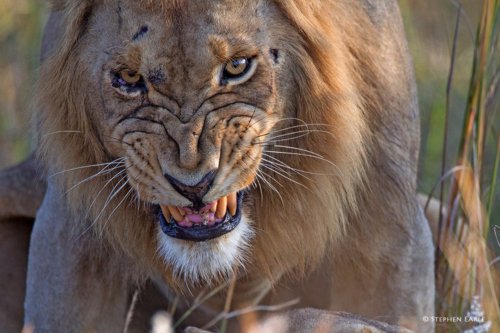 نتيجة بحث الصور عن ‪massive lion in jungle‬‏