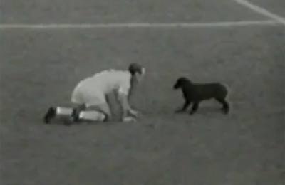 During England's quarter-final with Brazil at the 1962 World Cup there was a pitch invasion of the canine variety. A few minutes into the match a stray dog came onto the field, and proved even harder to tackle than Pele. After escaping the advances of Bra