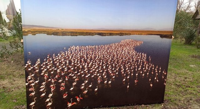 Flamingo Festival