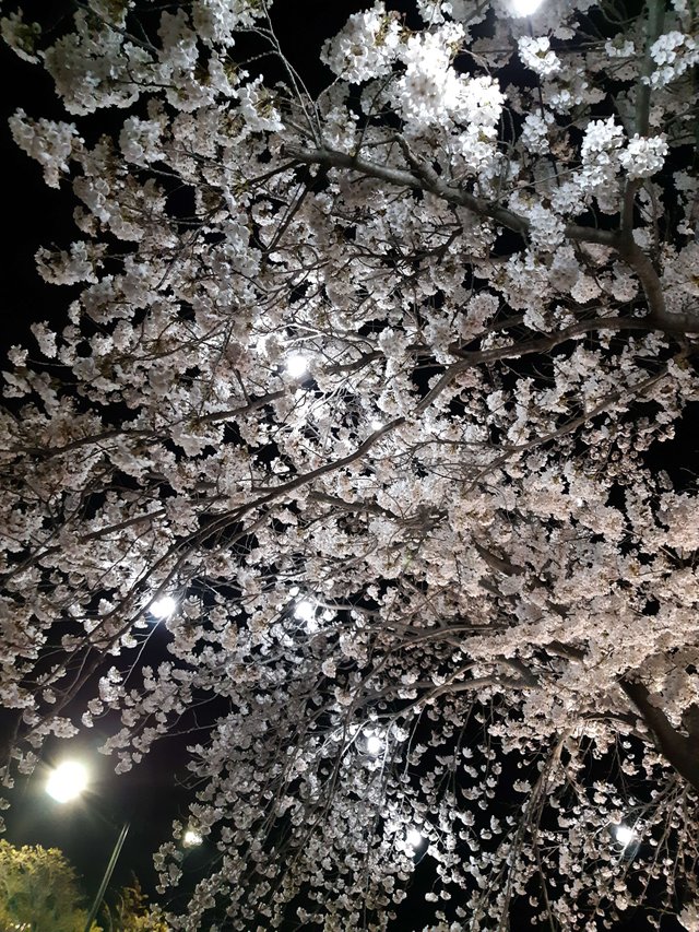 20190404_201823.jpg