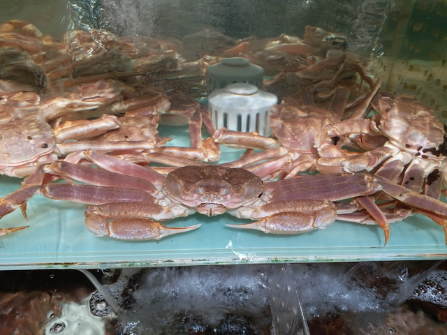 crab3.png