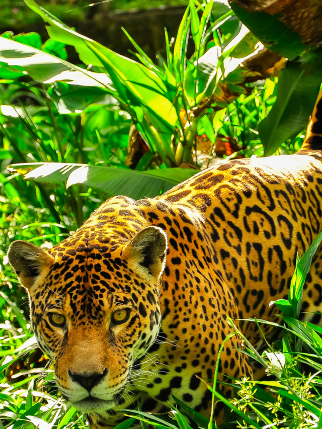 Rainforest Adventure