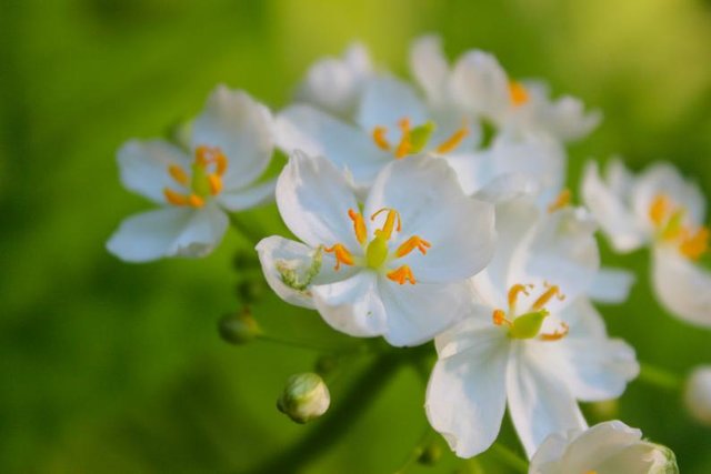 Imagén de las Flores
