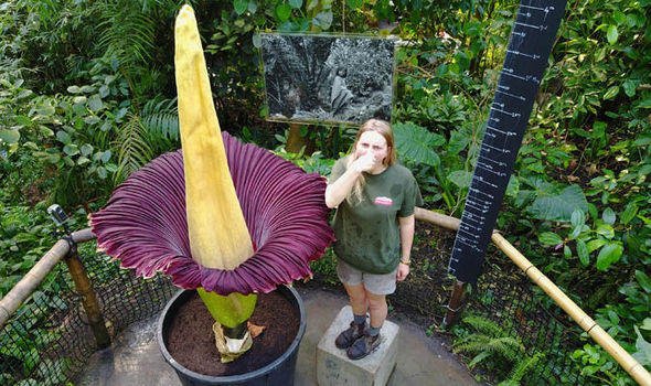 Amorphophallus titanum