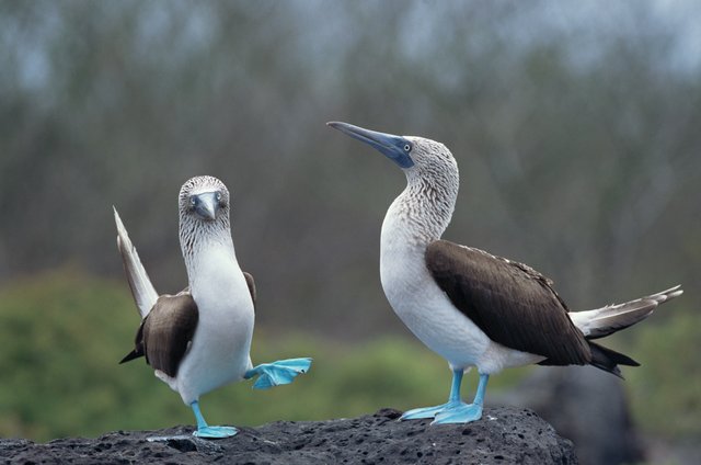 This Bird Has Feathers That Absorb 99.95 Percent Of Light