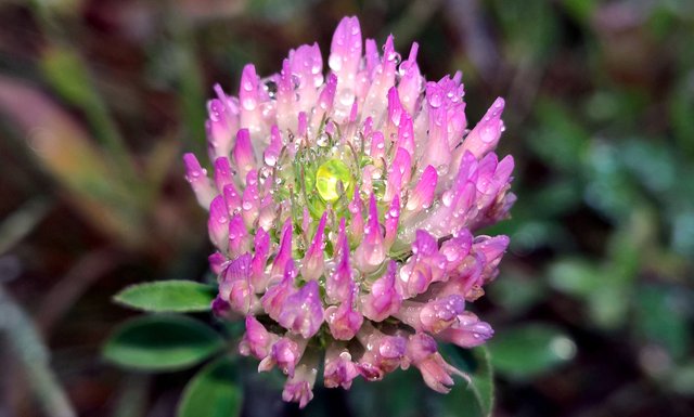 Clover Flower with water droplets