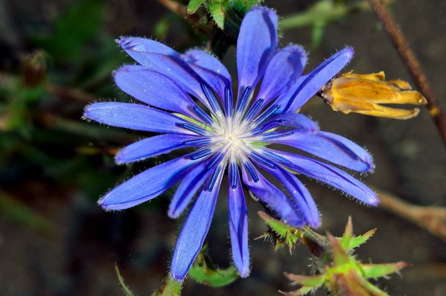 Blue wild flower