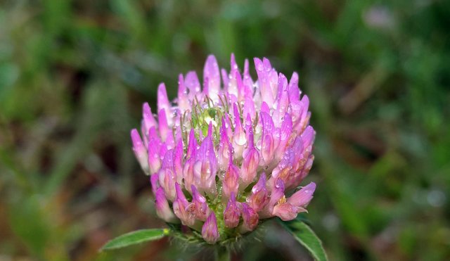 Clover flower from the side