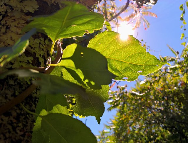 Sun flare Ivy leaf