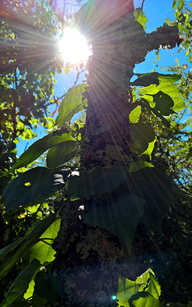Sunbeam through ivy on a tree