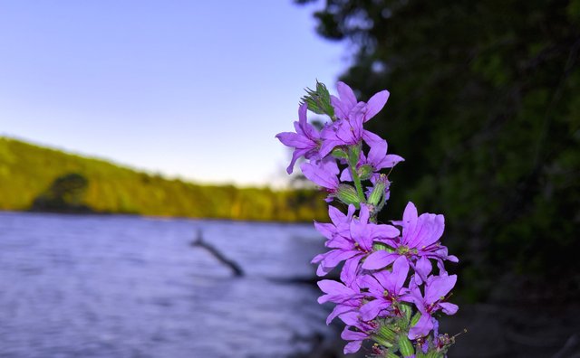 Wild flower