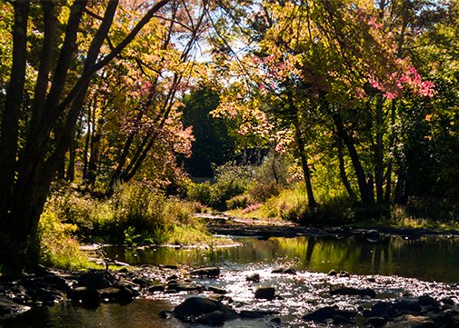 An Autumn Brook