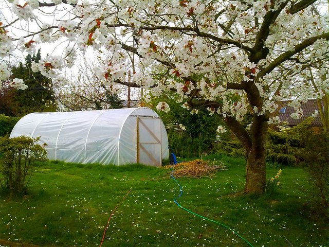 polytunnel