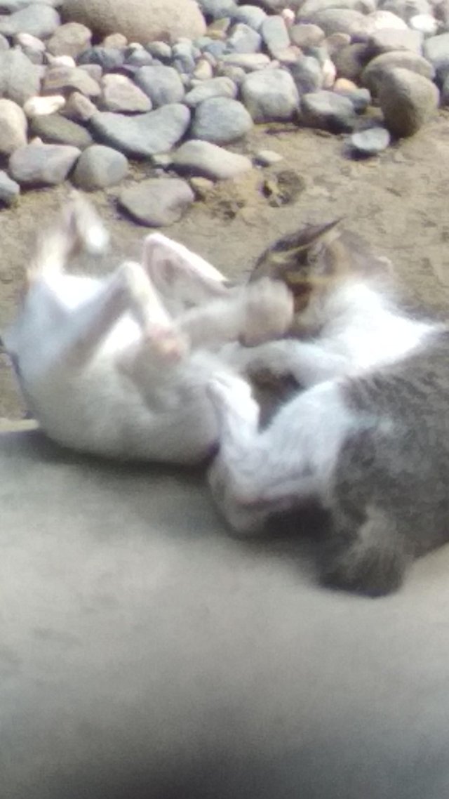 #cat #kitten #photography #pets