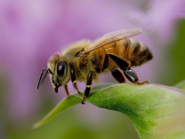 A battle with the Wild BEES