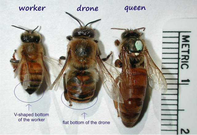 категория пчёл