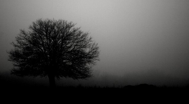 Tree in misty morning