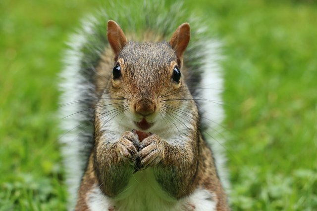 squirrel-2962847_1280.jpg