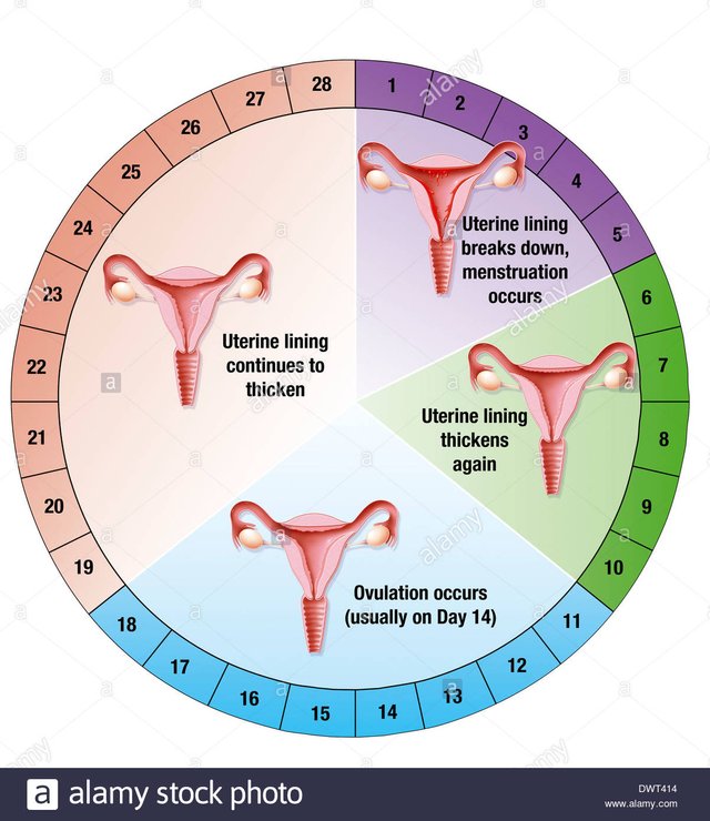 menstrual-cycle-drawing-DWT414.jpg