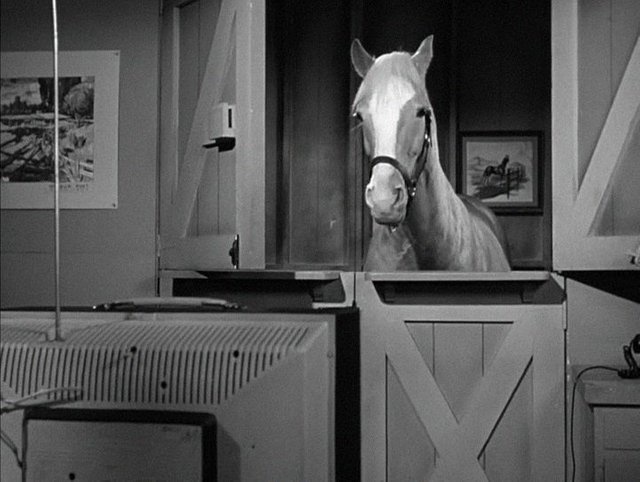 Mr. Ed.jpg