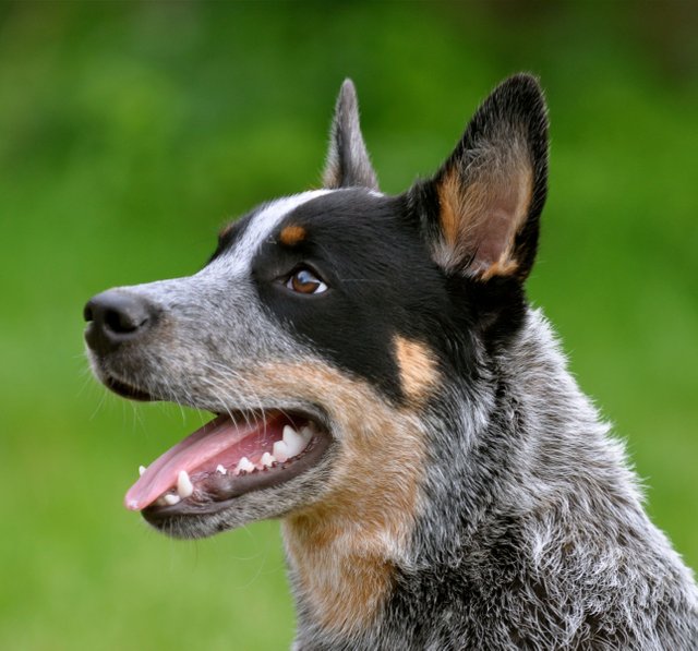 Cattledog_Little_Joe.jpg