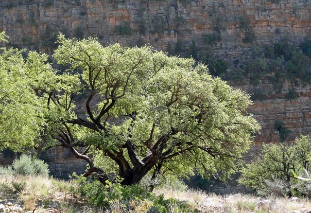 argan-tree.jpg