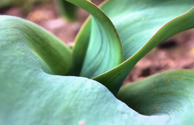 thursday green - tulip leaves.jpg