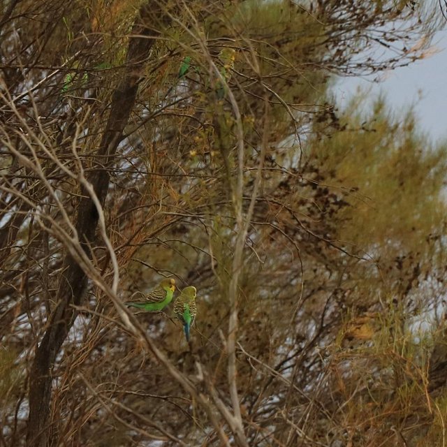 Budgerigars.jpg