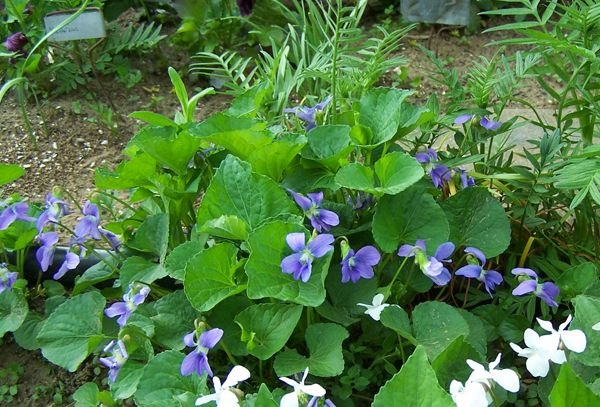 East - violets crop May 2015.jpg