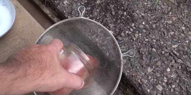 tomato seeds fermenting6.png