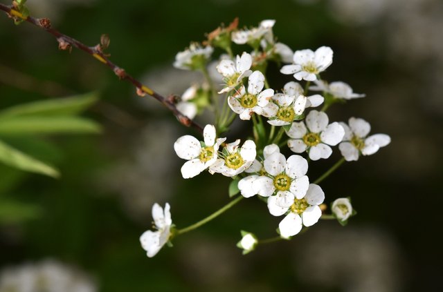 Tawula Spireal white flower 1.jpg