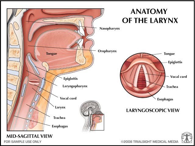 anatomy-of-the-larynx.jpg