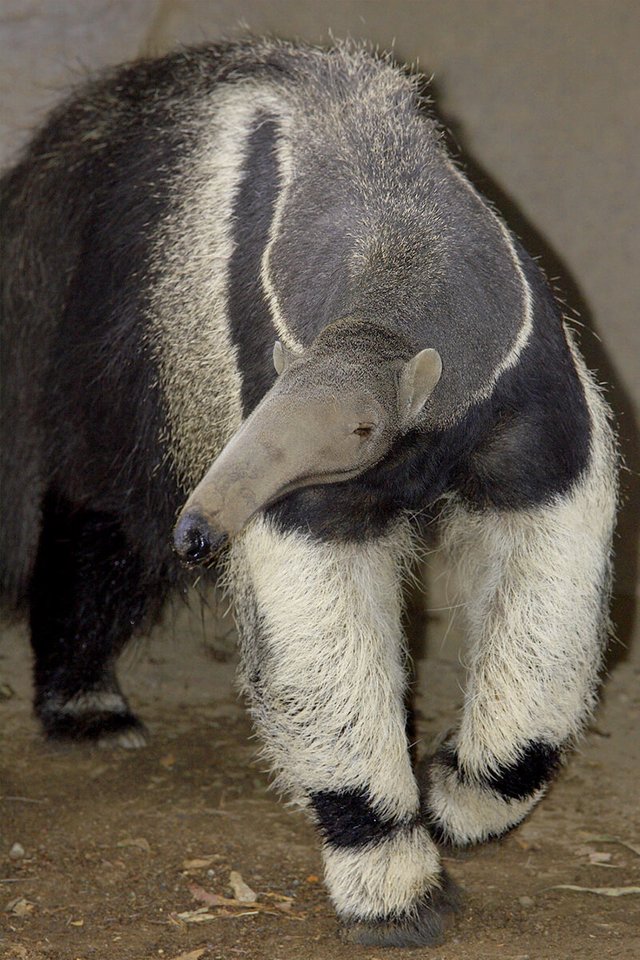 giant_anteater_adult.jpg