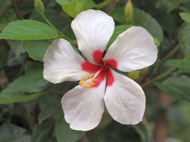 Hibiscus_Tricolor.jpg