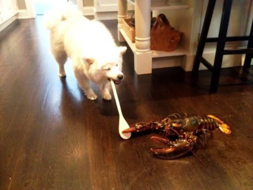 52f33e721a017c47326194c4055e289c-nothing-to-see-here-but-a-dog-fighting-a-lobster-with-a-spoon.jpg