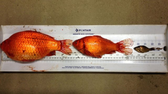 goldfish-in-alberta.jpg