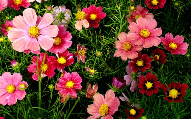 cosmos-2880x1800-pink-garden-hd-1922 (1).jpg