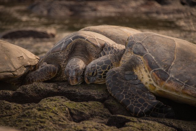 Honu love at Shipman.jpg