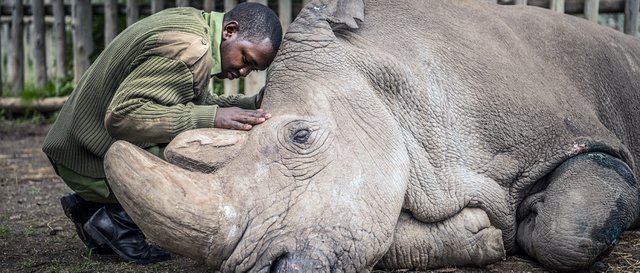 ami-vitale-last-male-northern-white-rhino-2-copy-1080x460.jpg