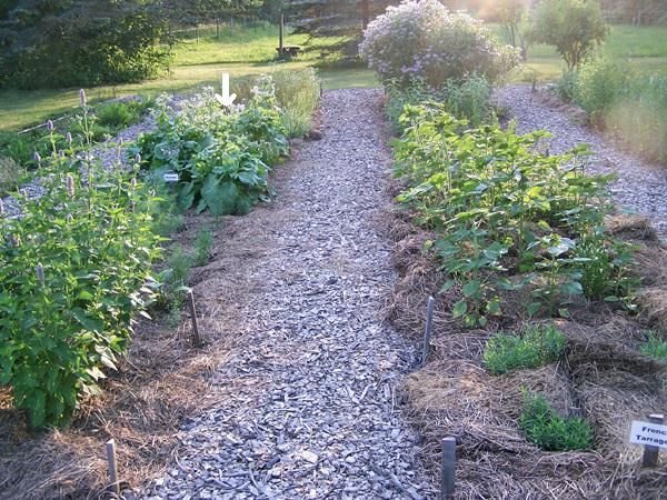 New Herb garden - rows 2, 3 arrow crop July 2017.jpg