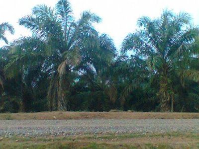 kelapa sawit.jpg