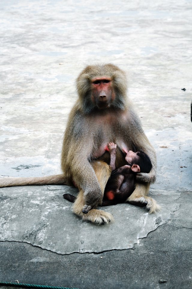 Grinning Monkey_720.jpg