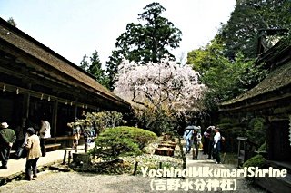 吉野水分神社中庭B320.jpg