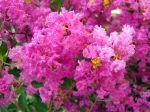 lagerstroemia-indica-fleur-150x112.jpg